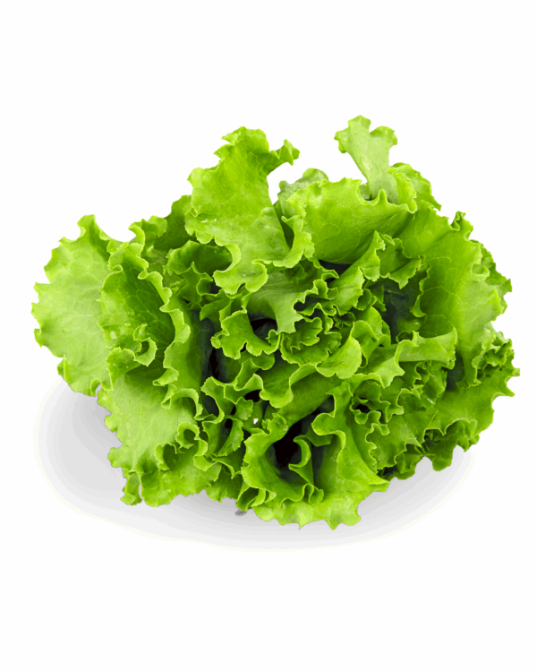 Lechuga Mantecosa