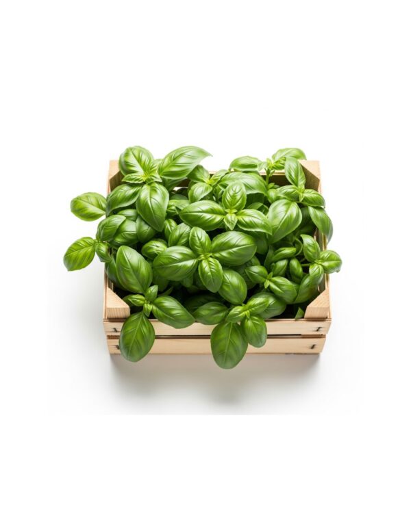 ALBAHACA CAJON