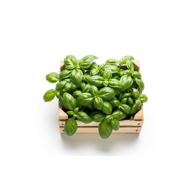ALBAHACA CAJON