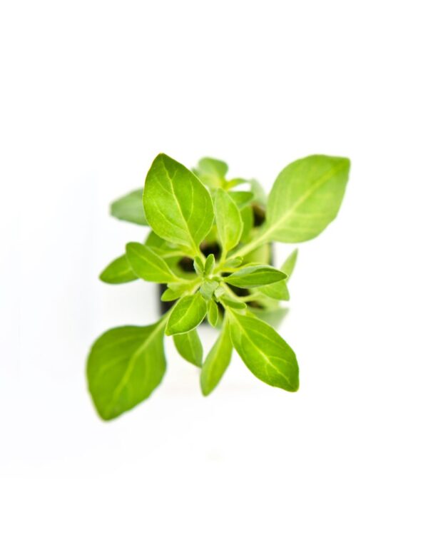 ALBAHACA HIDROPONICA