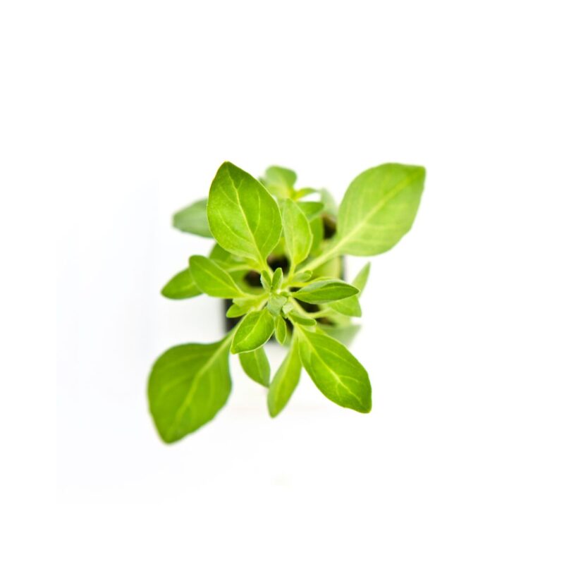 ALBAHACA HIDROPONICA