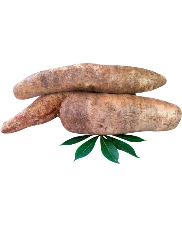 MANDIOCA