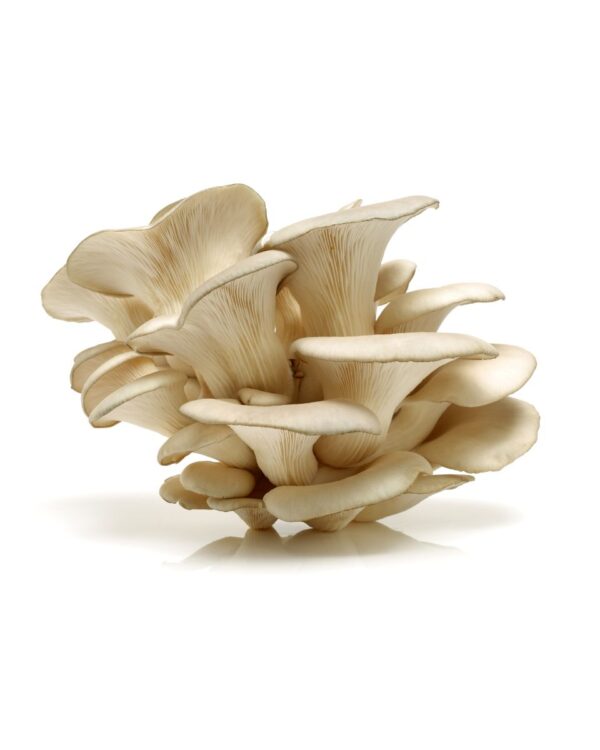 SETAS DE CARDO X250G